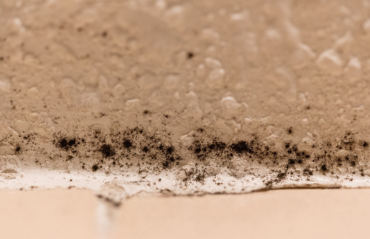 Black mold spreading in a broad band along a bathroom ceiling edge above tiling, the diffuse pattern typical of condensation rather than a leak