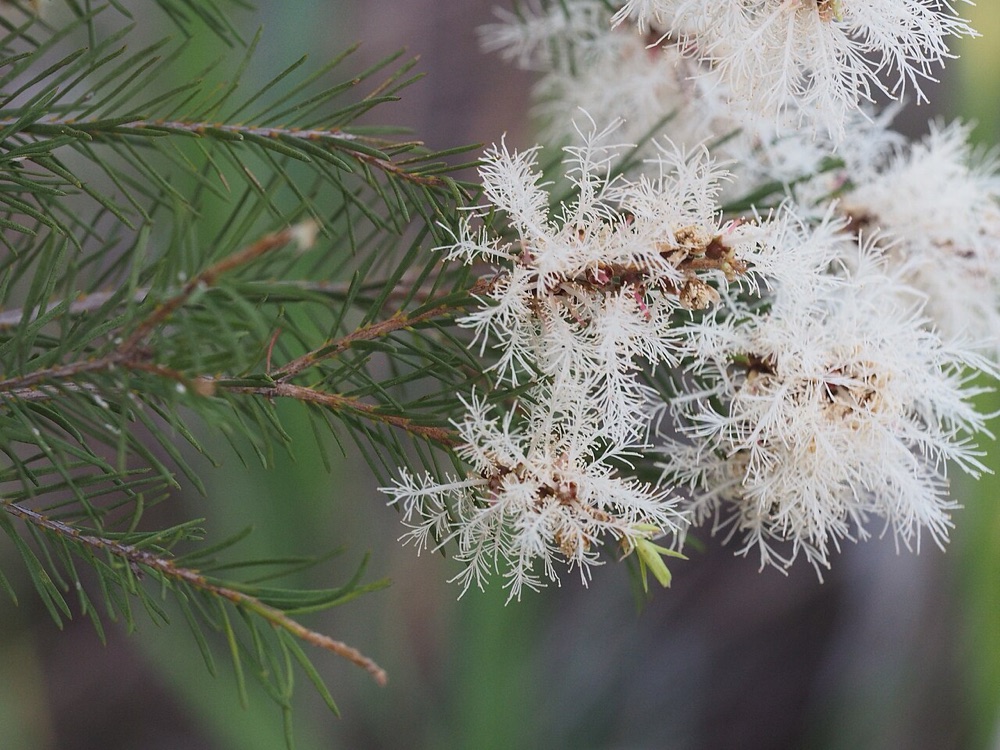 Weiße, flaschenbürstenartige Blüten des Baums Melaleuca alternifolia, aus dem Teebaumöl gewonnen wird