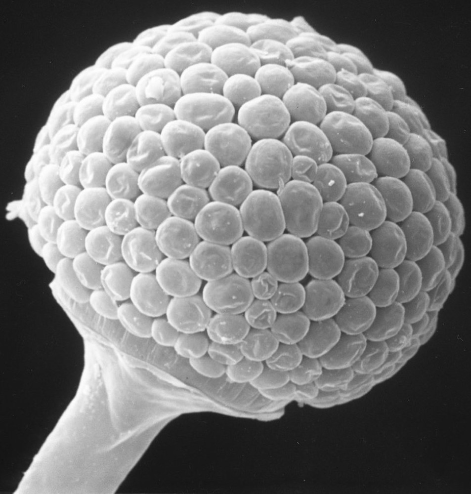Colonia de Rhizopus stolonifer con una capa blanca algodonosa y cabezas de esporas oscuras formándose encima