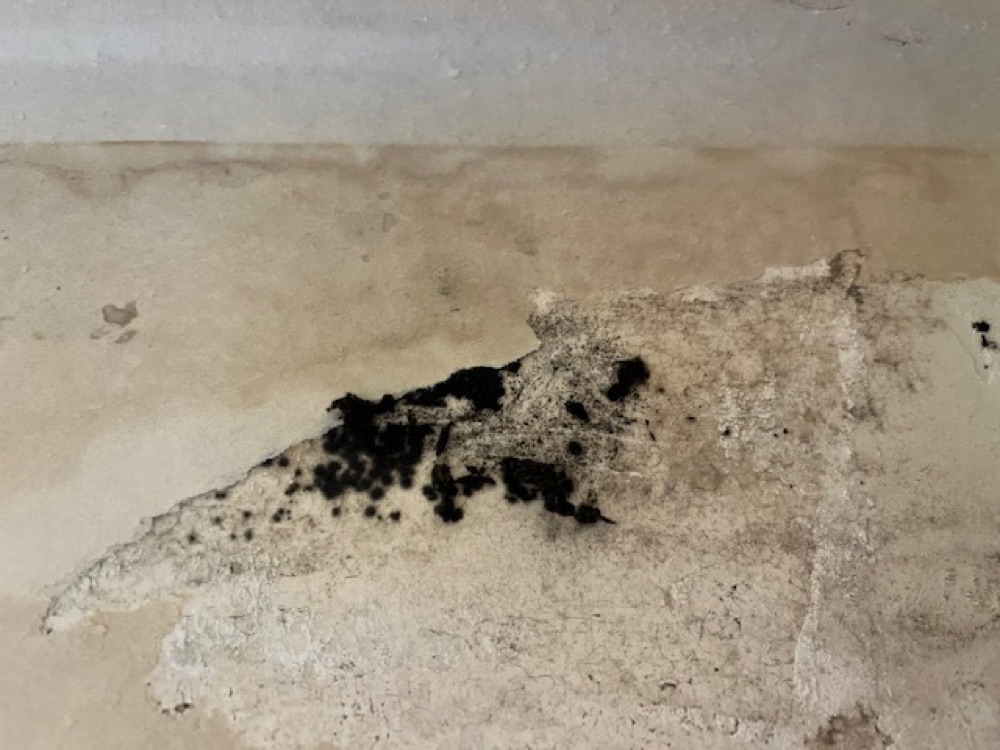 A dark greenish-black Stachybotrys chartarum colony spreading across a wall surface uncovered behind wallpaper