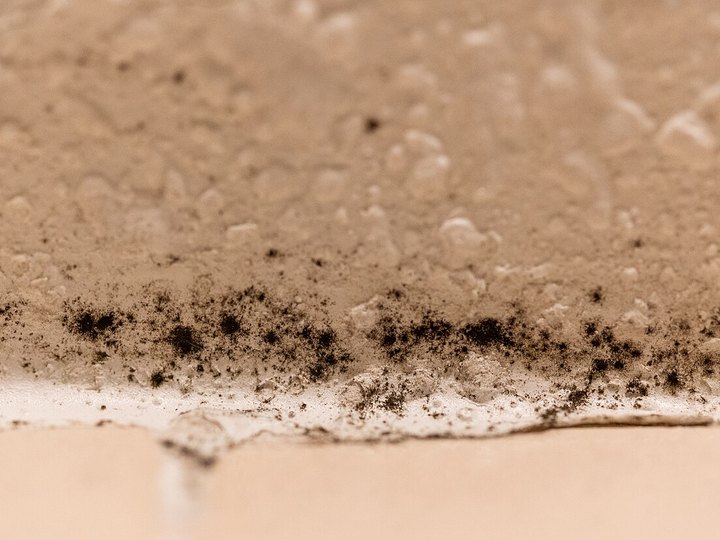 Photo 1: Close-up example of a good mold photo