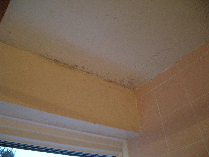 Photo 3: Wide example of a good mold photo